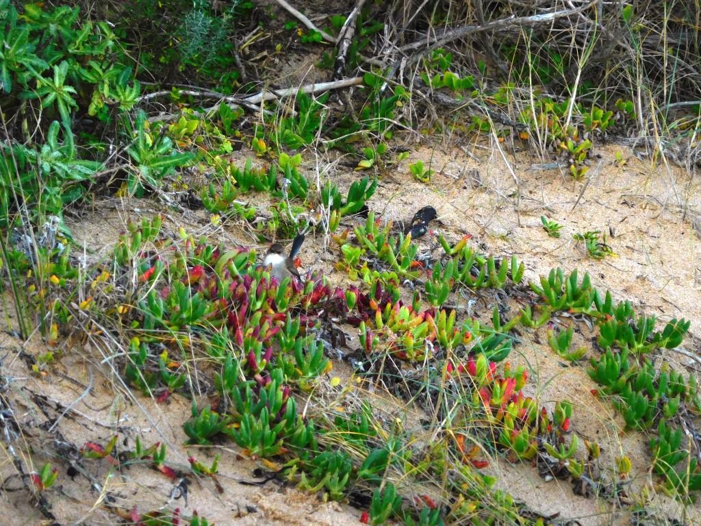 F Break Cape Paterson Gippland