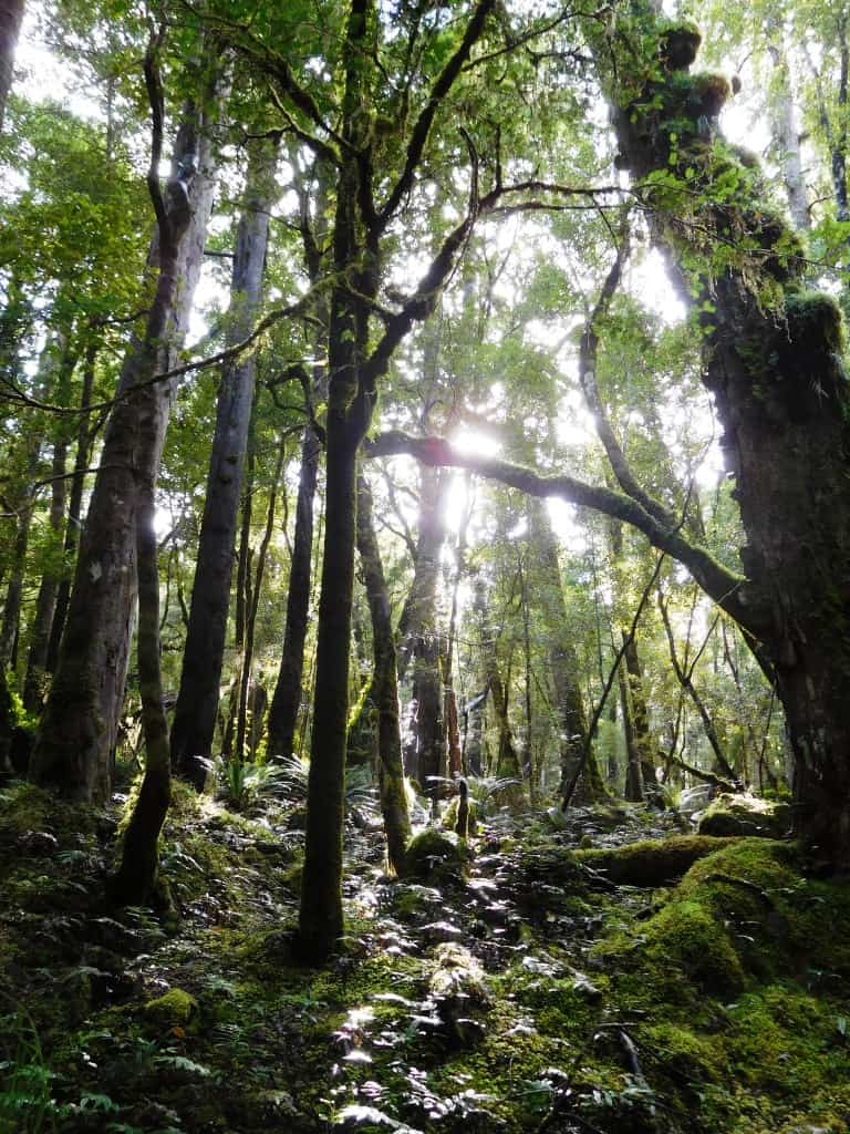 South Coast Track Fiordland New Zealand