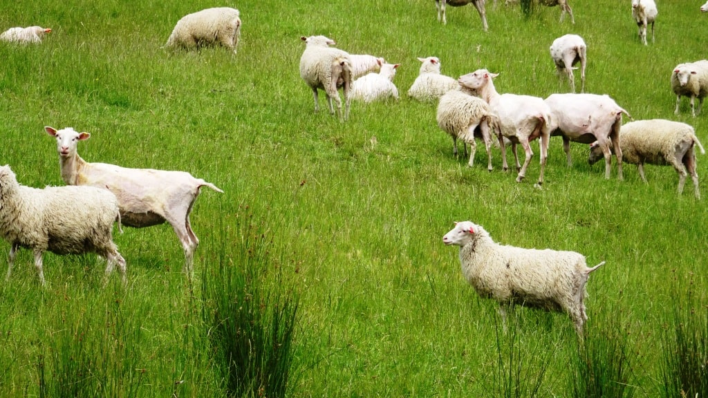Finnsheep