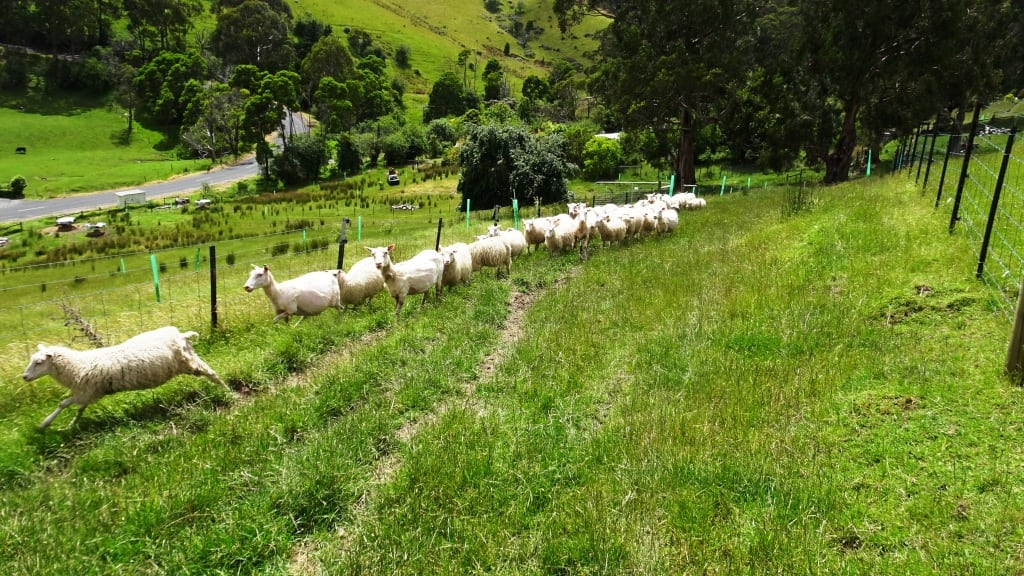 Finnsheep