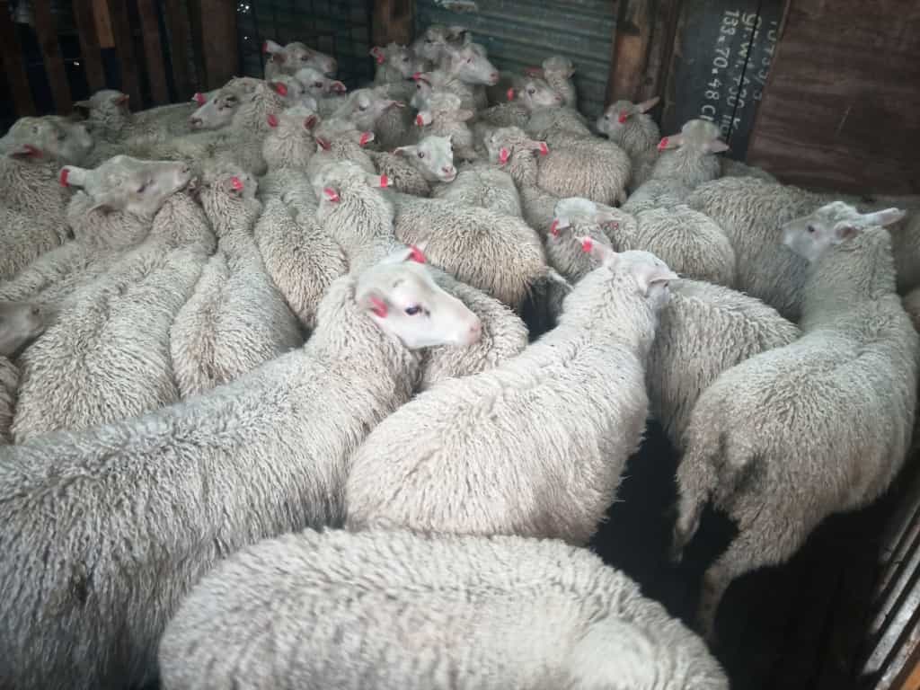 Finnsheep