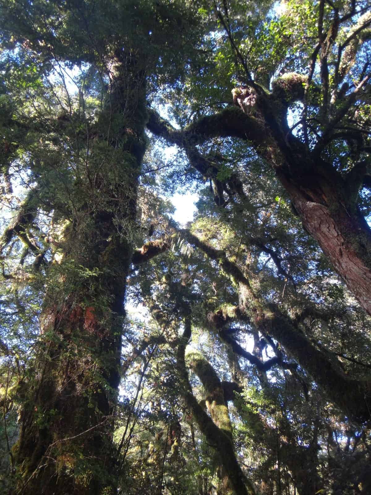 Dusky Track Fiordland New Zealand