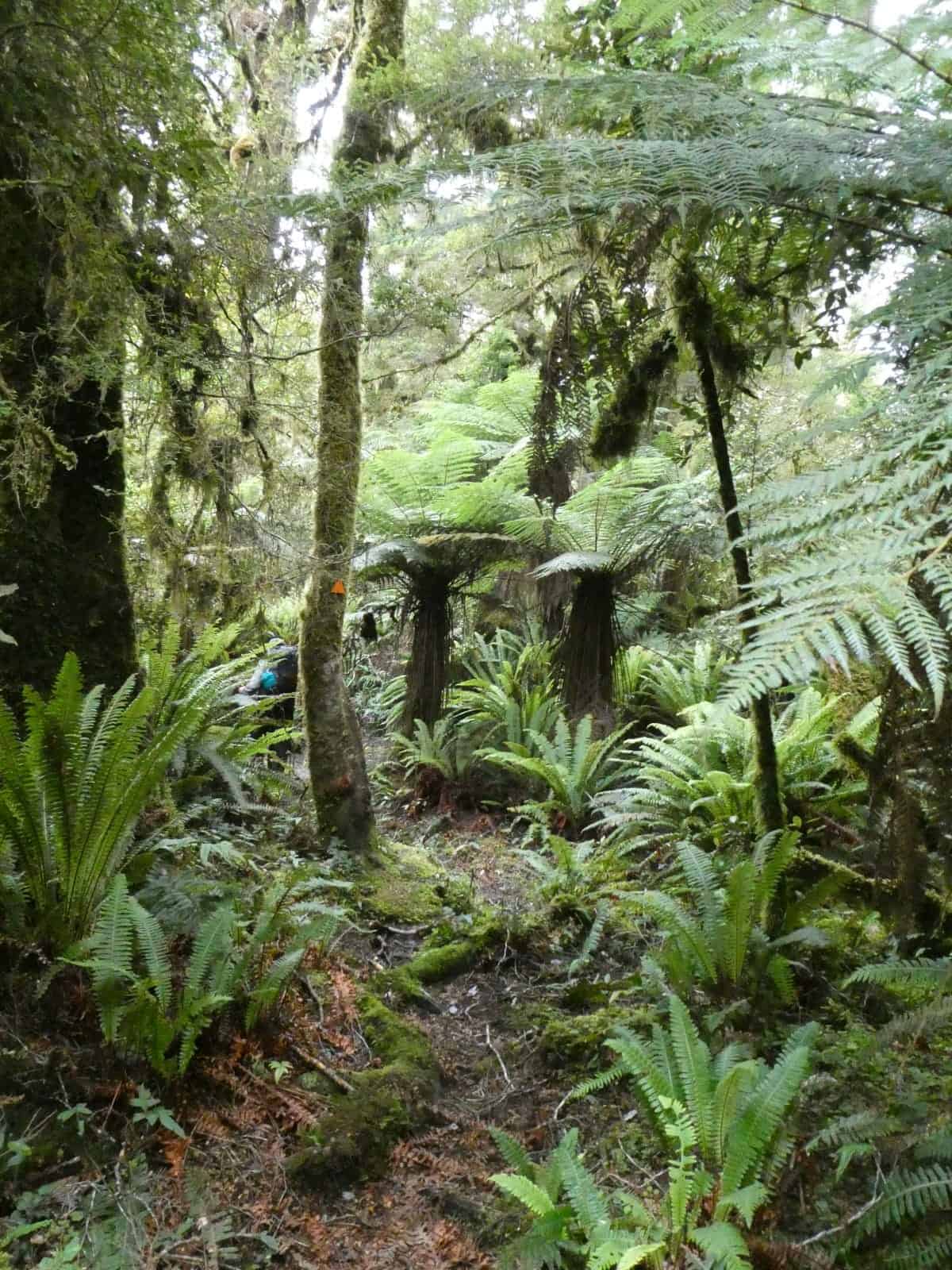 Dusky Track Fiordland New Zealand