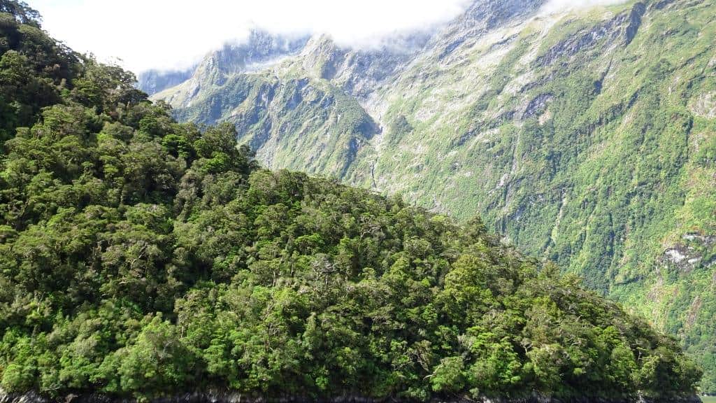 Canoeing the Hollyford: There are many wonderful sights along the Milford Rd. This trip we witnessed some intrepid whitewater canoeists. I thought I had done a lot of whitewater work - but not like this. The guy reckoned this was Grad 3+. I beg to disagree. I have canoed a lot of Grade 3 water in Oz but it was nothing like this, which has to be Grade 4/5 I think. They were doing an approx 12 minute trip down from the viewing/parking point by the river above the Hollyford Rd (Gunns Camp) down to Marian Creek on that Rd. Read More Milford Sound 