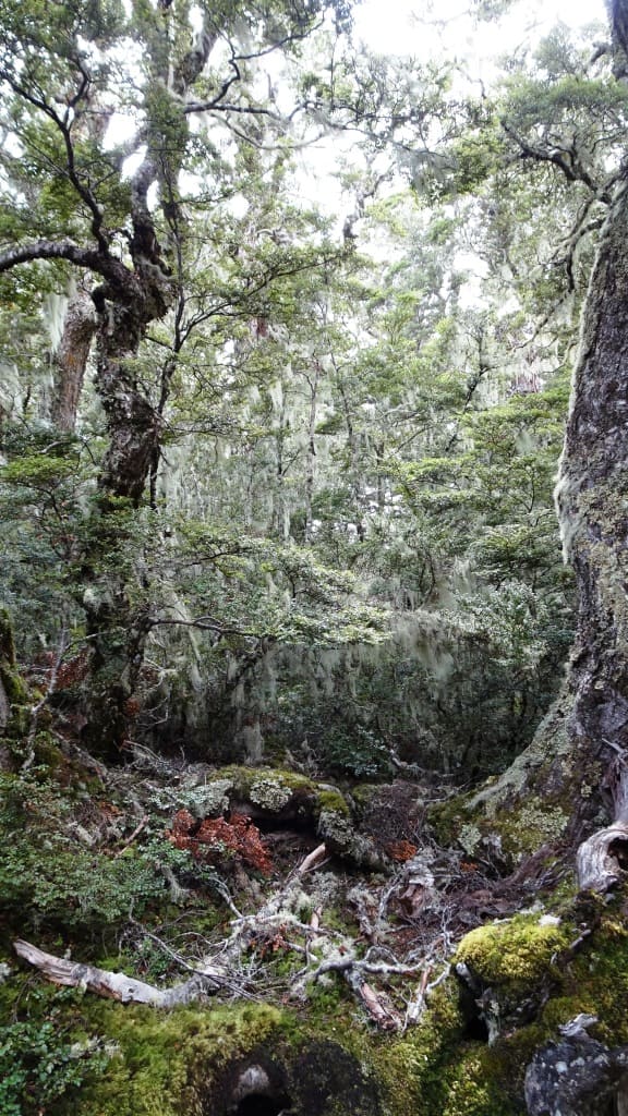 Kepler Track Heli Hike