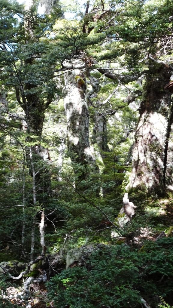 Kepler Track Heli Hike