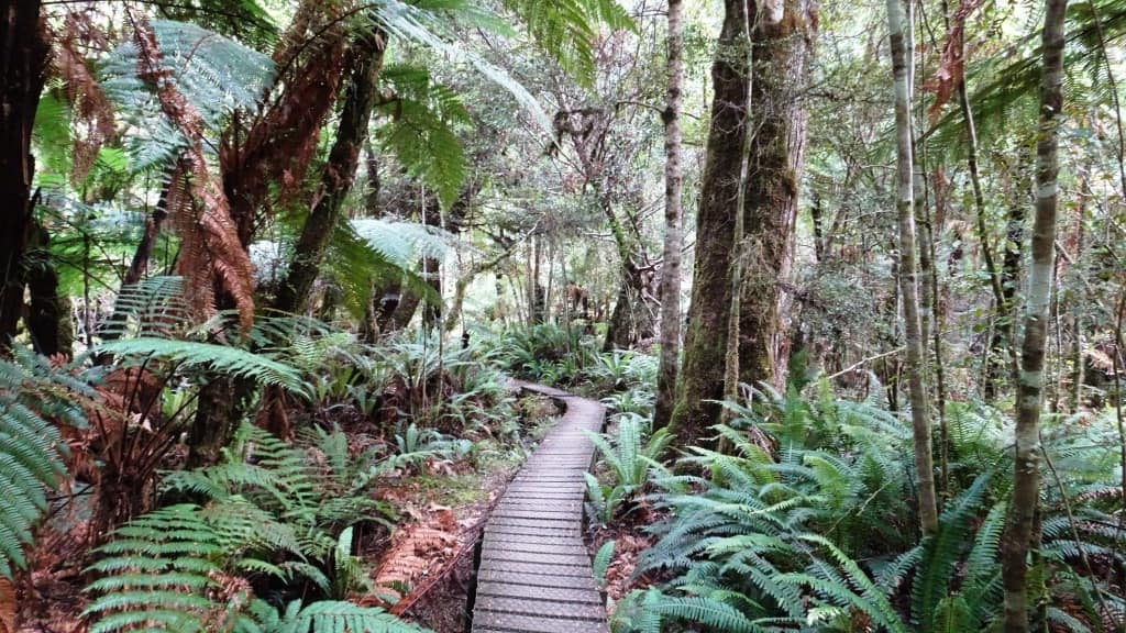 Kepler Track Heli Hike
