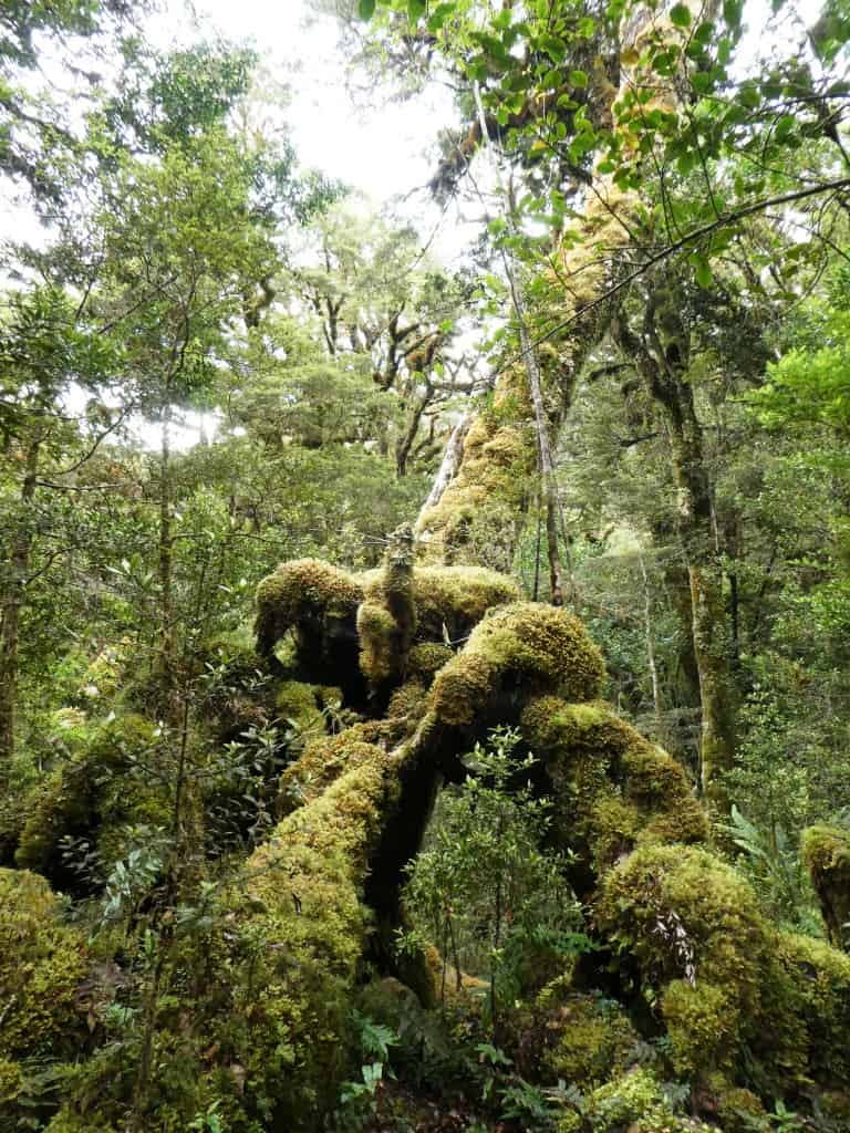 Dusky Track Fiordland New Zealand