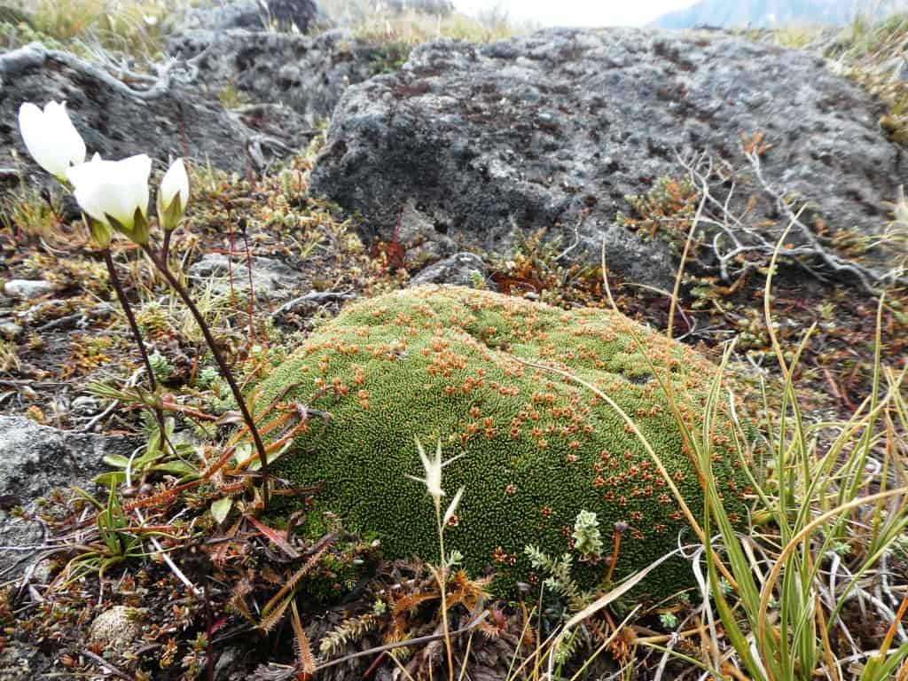 Kepler Track Heli Hike