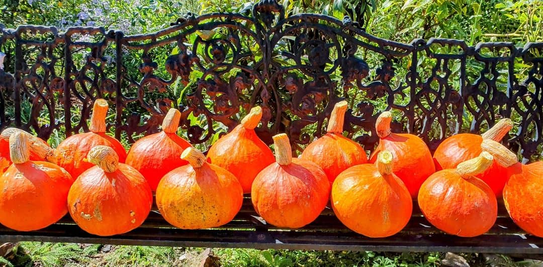 Potimarron Pumkins
