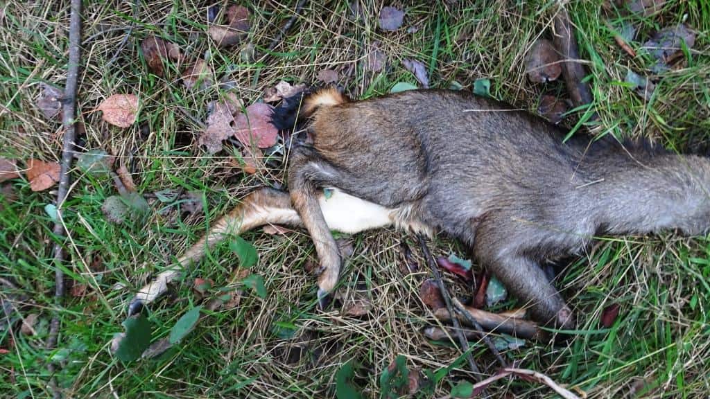 Wonnangatta Pack Track