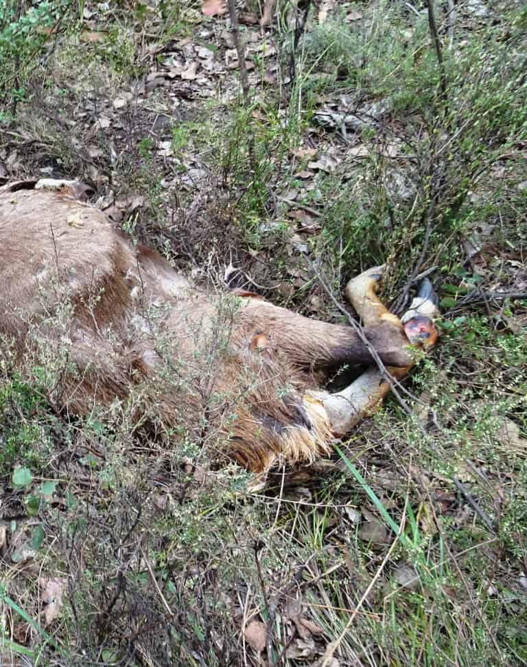 Wonnangatta Pack Track