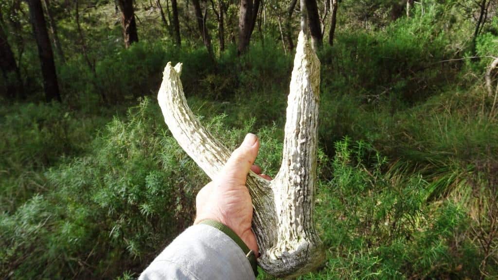 Wonnangatta Pack Track