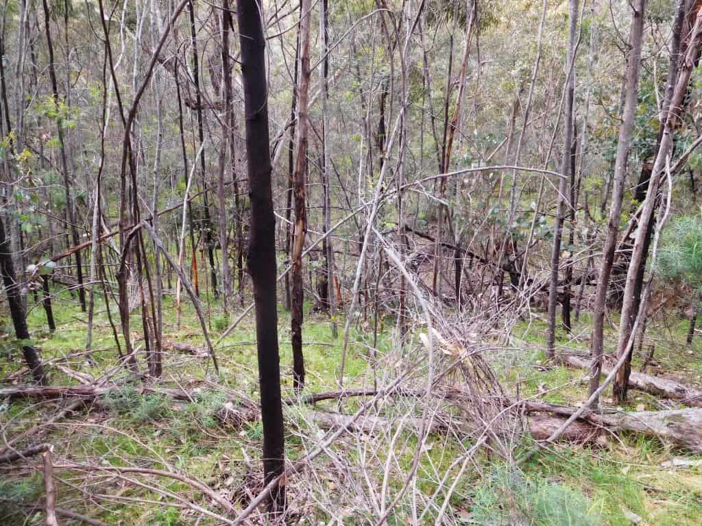 Wonnangatta Pack Track