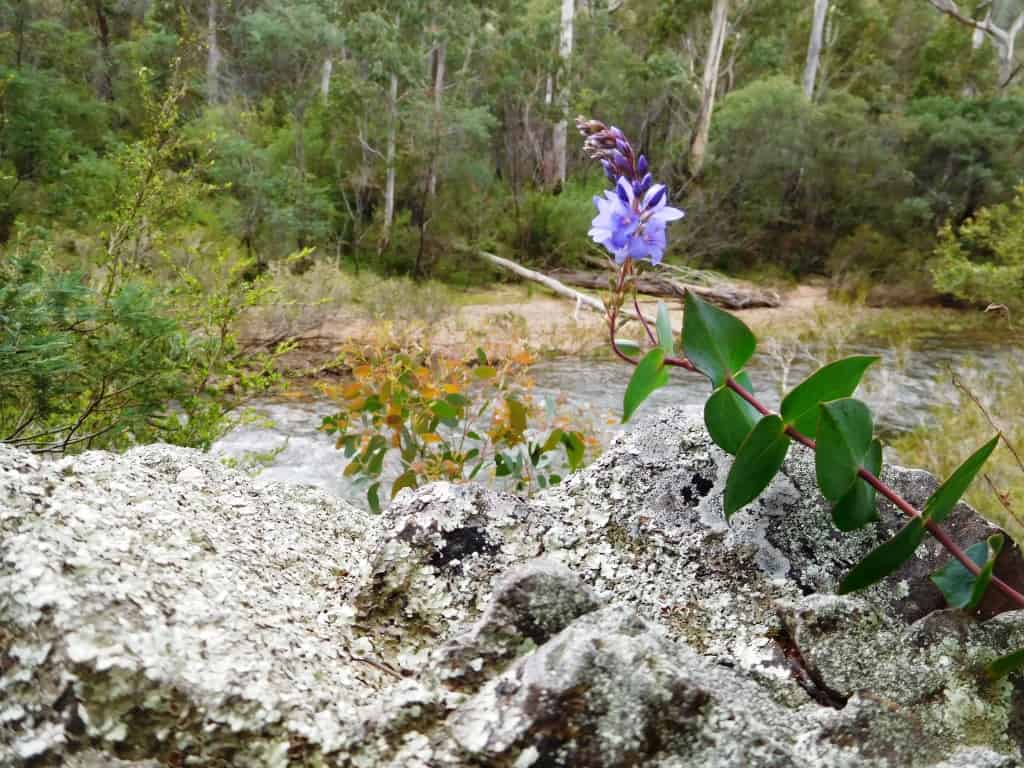 Wonnangatta Pack Track