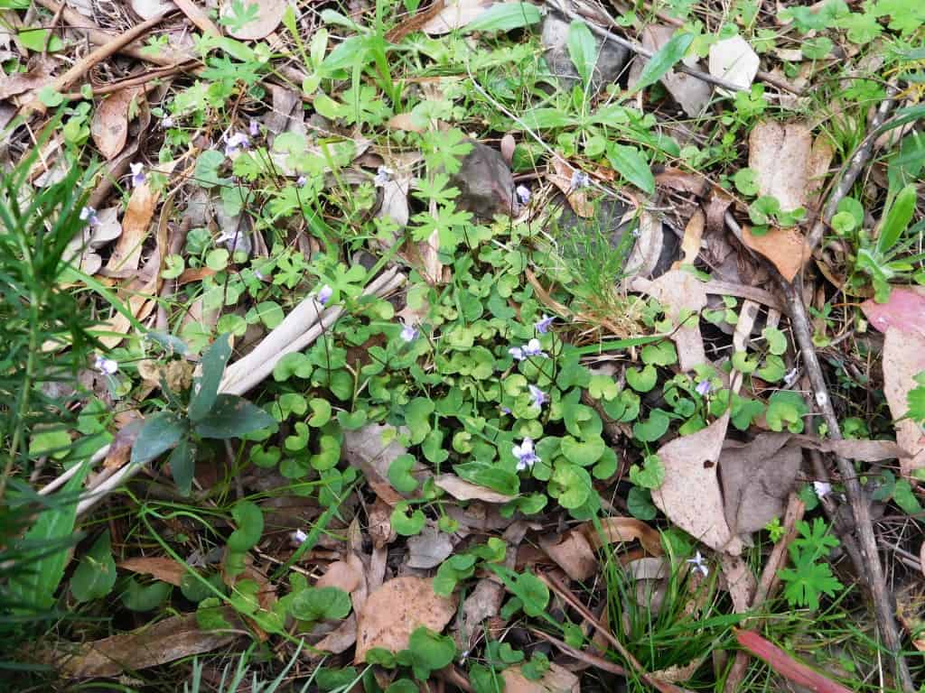 Wonnangatta Pack Track