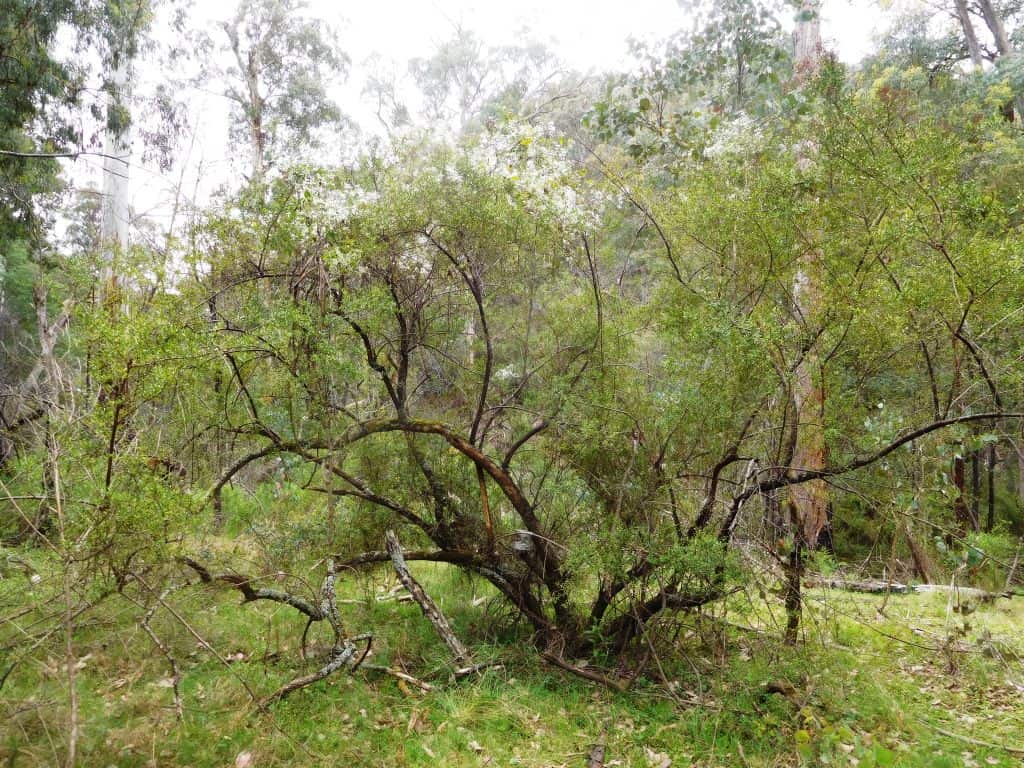 Wonnangatta Pack Track