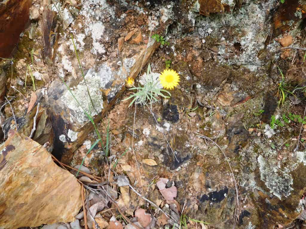 Wonnangatta Pack Track