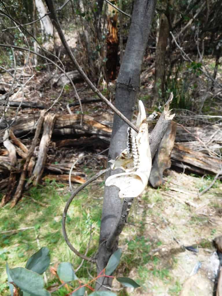 Wonnangatta Pack Track