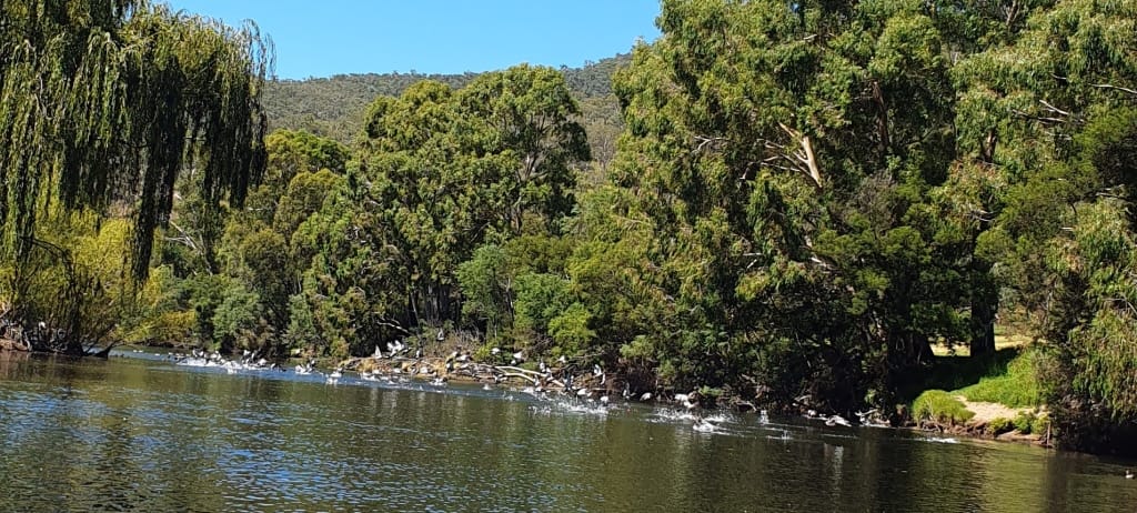 Wonnangatta Canoeing