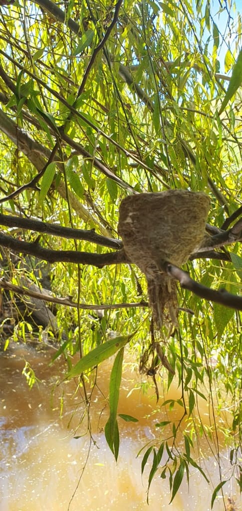 Wonnangatta Canoeing