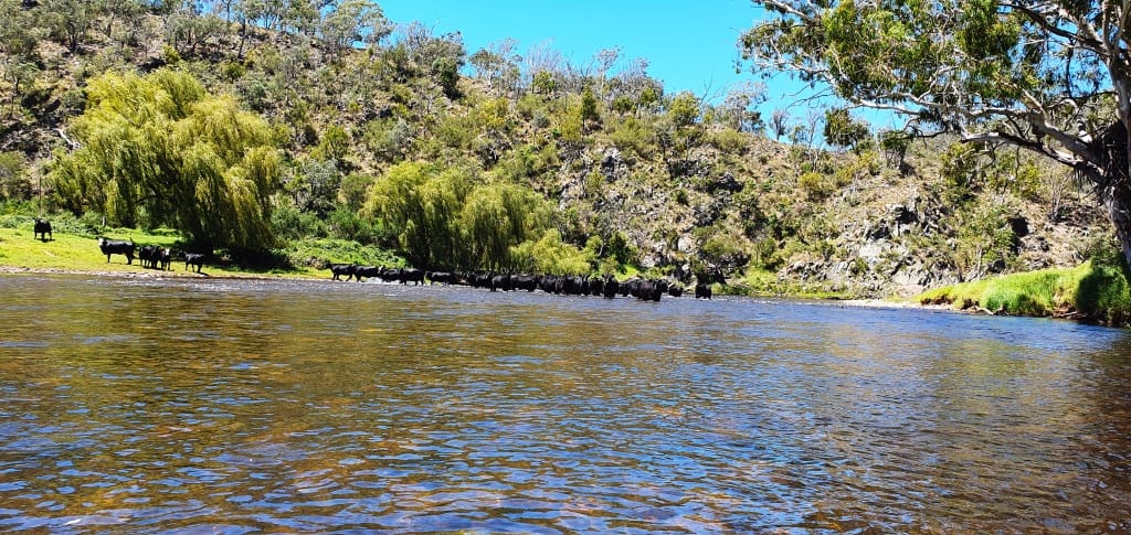 Wonnangatta Canoeing