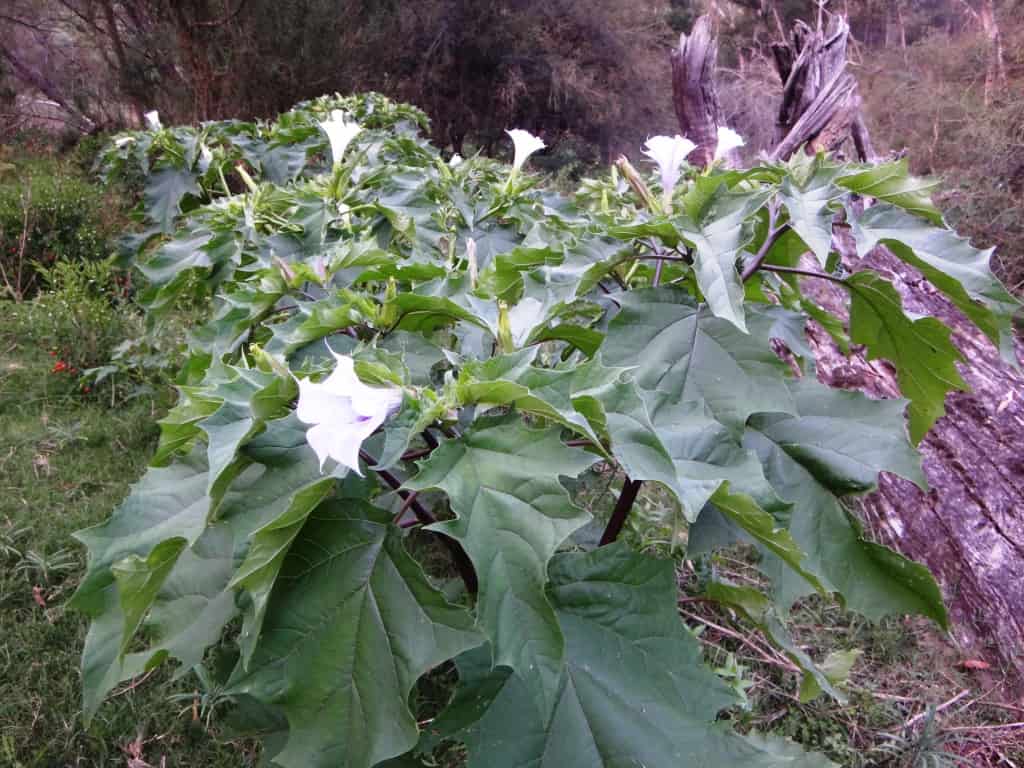 Wonnangatta Canoeing
