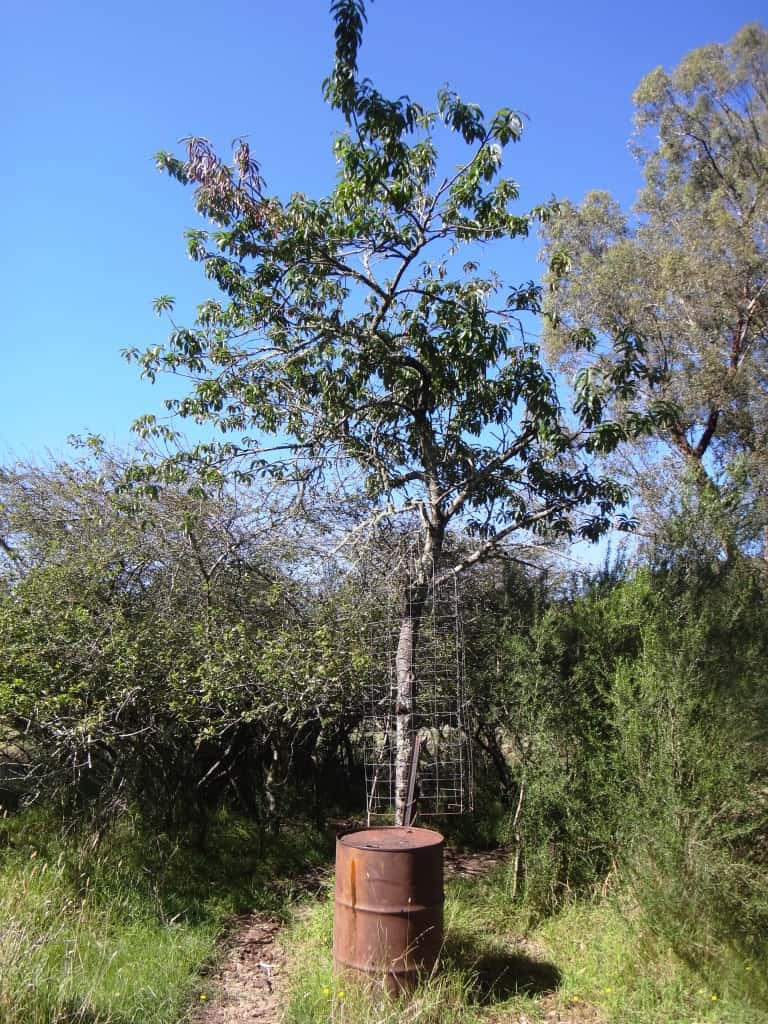 Wonnangatta