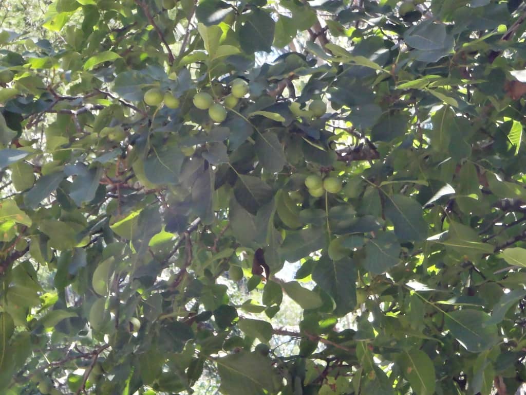 Black Snake Creek Wonnangatta River