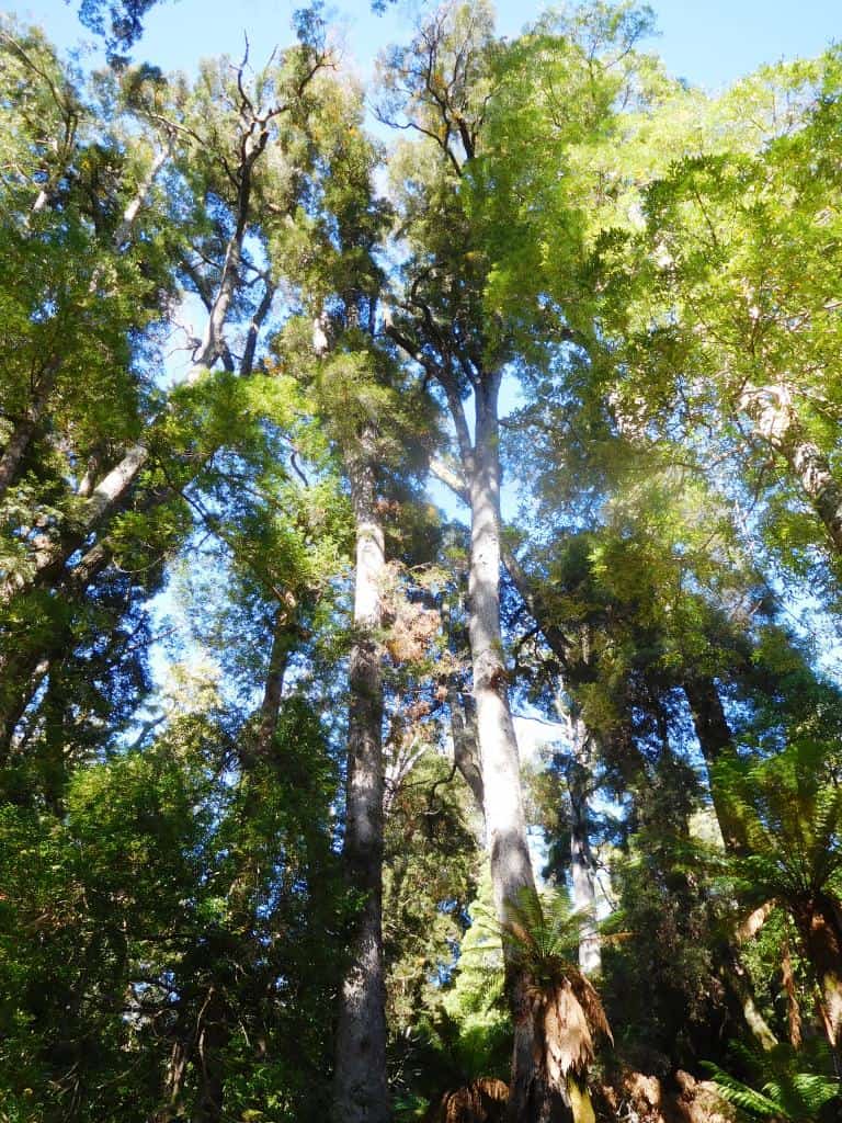 Overland Track Echo Point