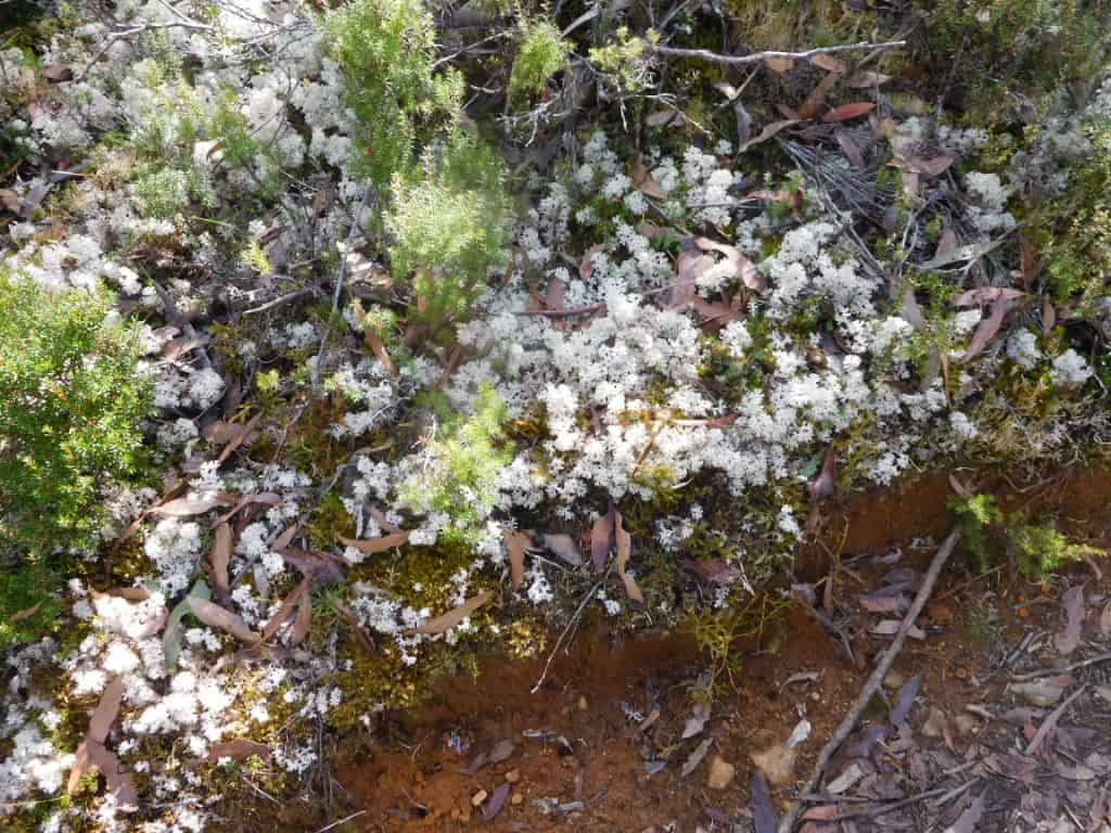 Overland Track Echo Point