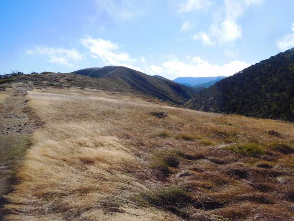Feathertop