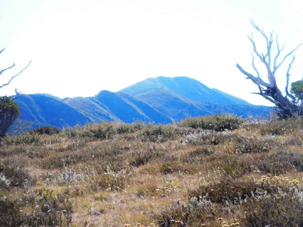 Feathertop
