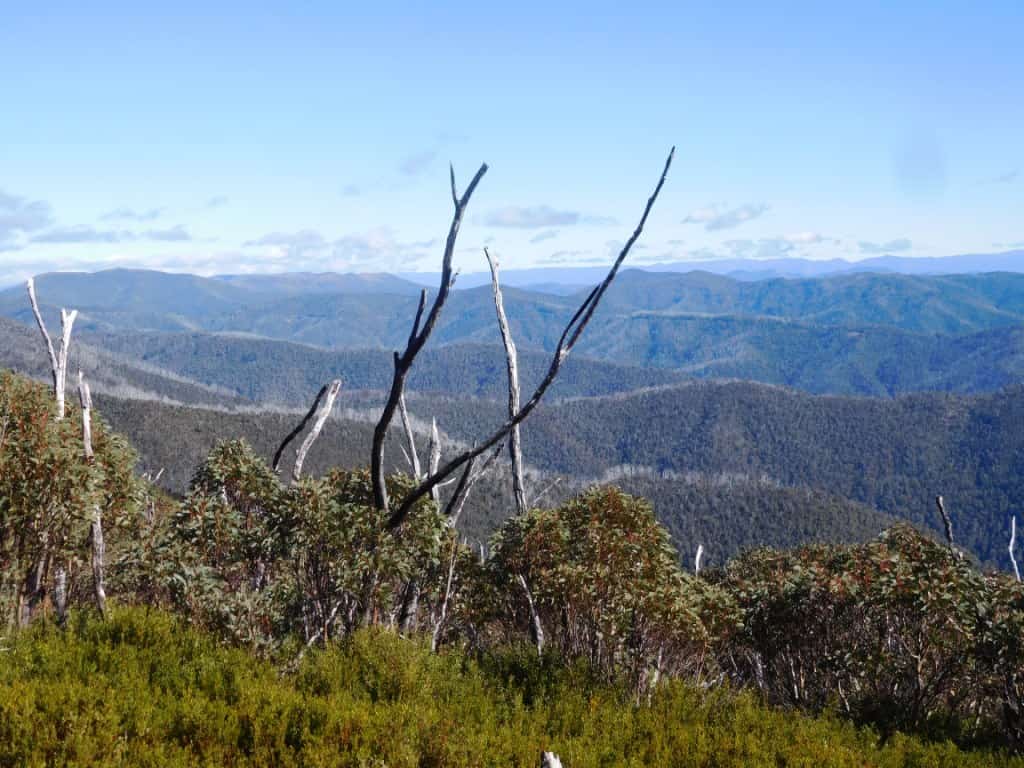 Feathertop