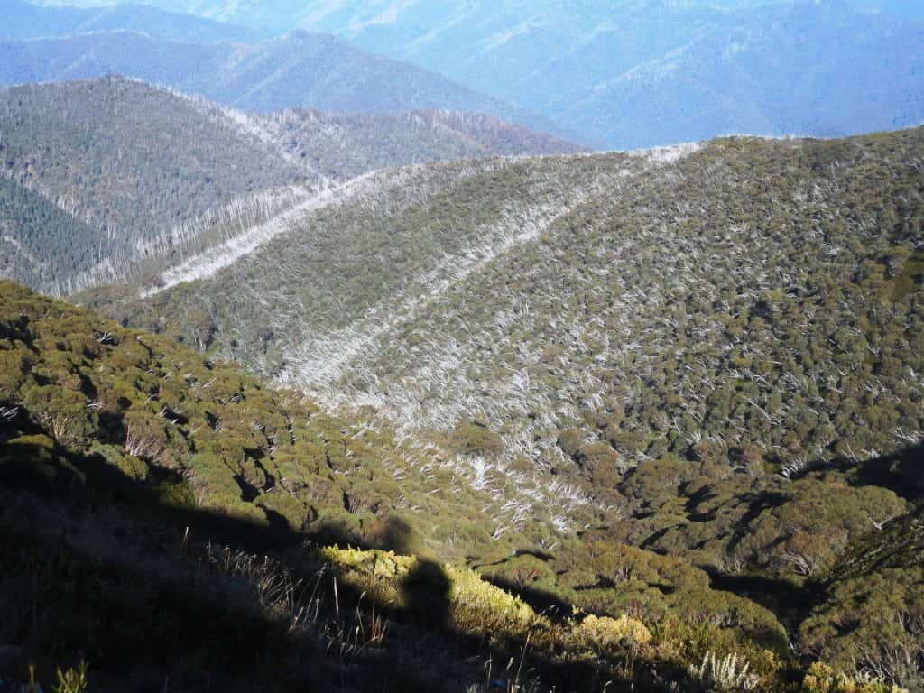 Feathertop
