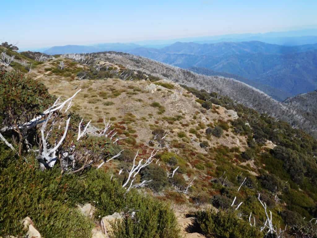 Feathertop