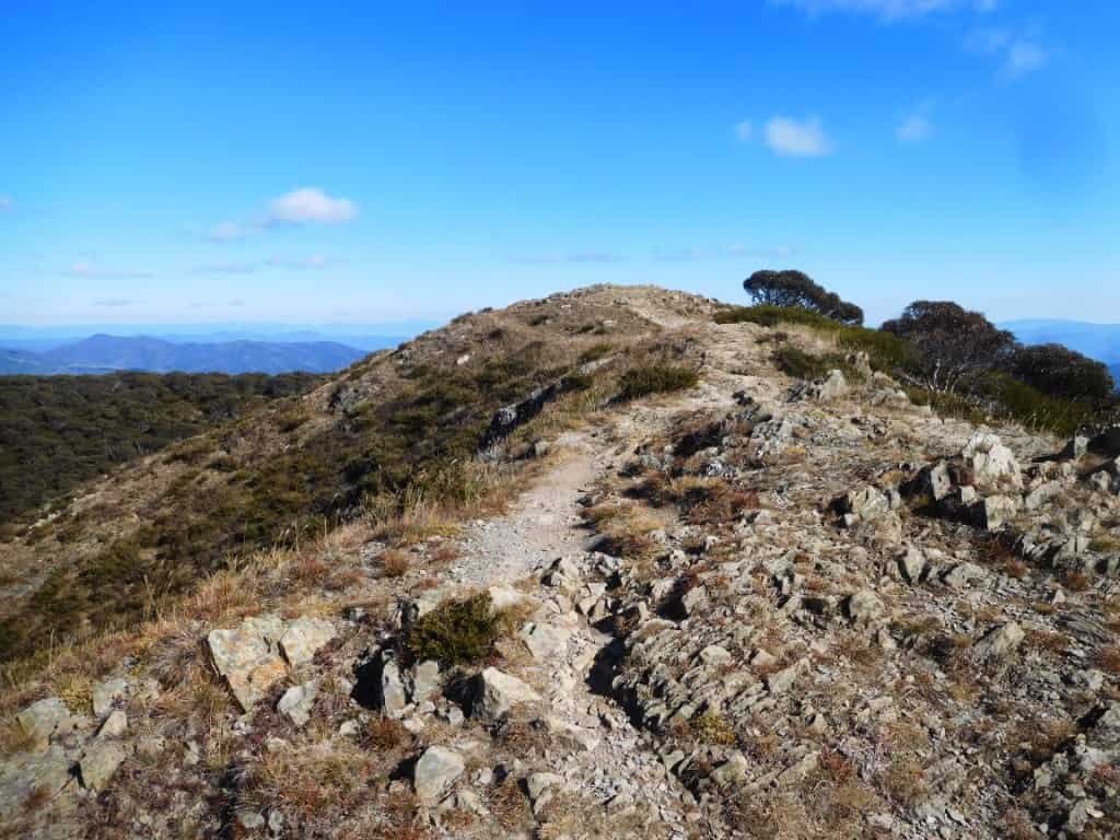 Feathertop
