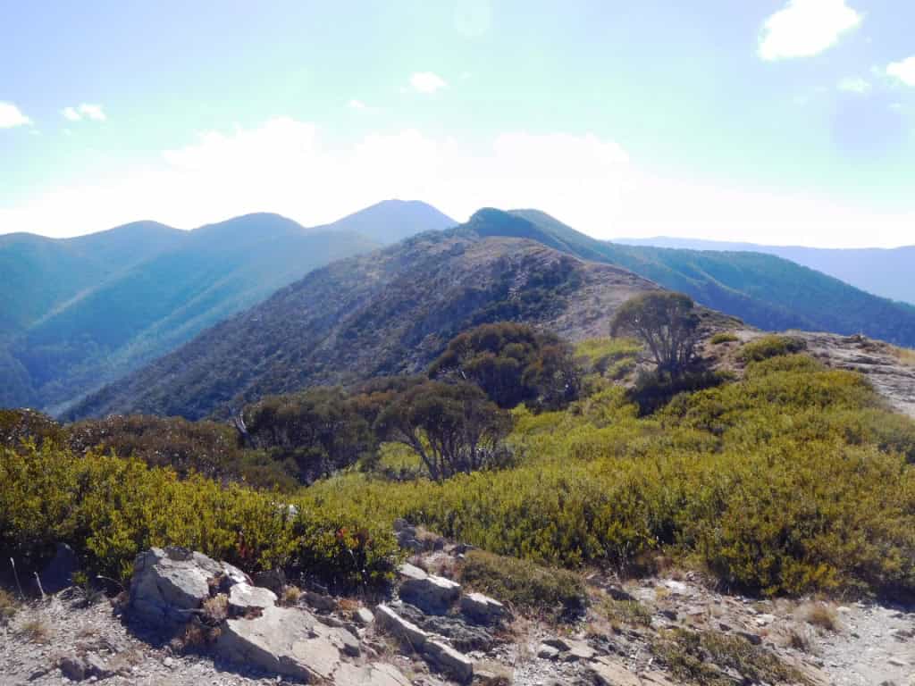 Feathertop