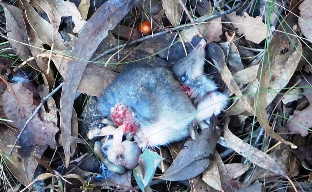 Wonnangatta Hunting/Pack Track