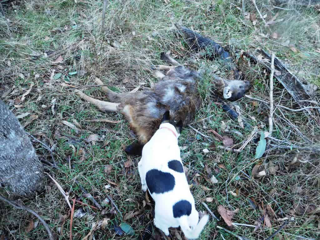 Wonnangatta Hunting/Pack Track