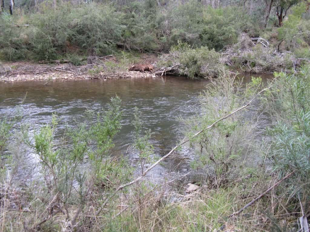 Wonnangatta Hunting/Pack Track