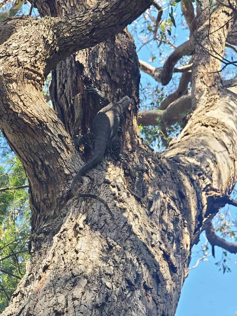 Wonnangatta River Black Snake Creek to Waterford