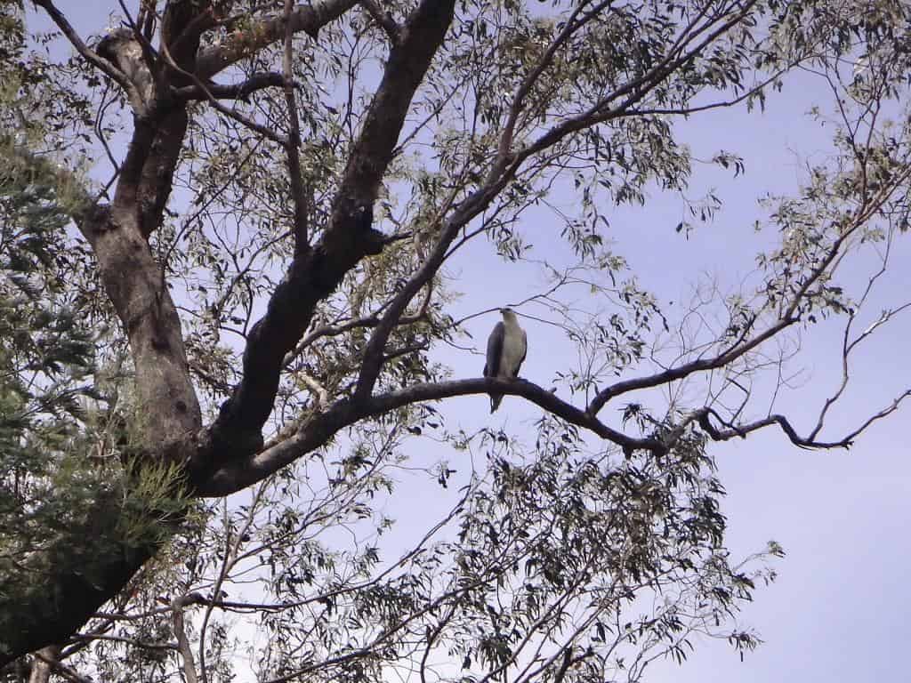Wonnangatta River Black Snake Creek to Waterford