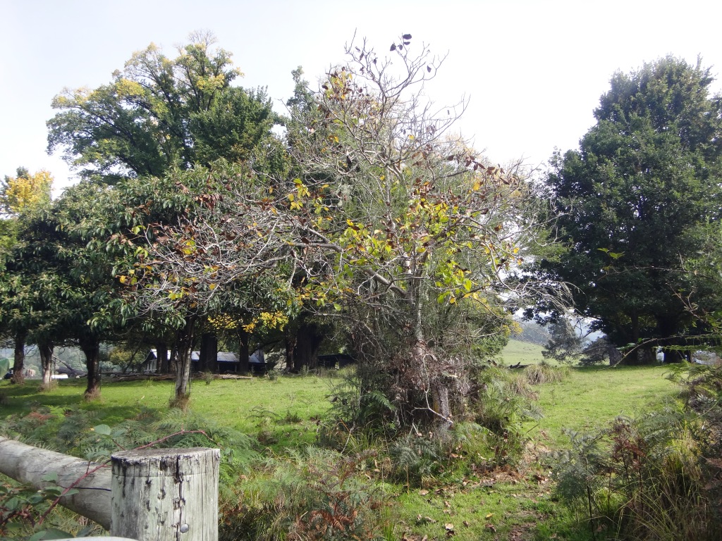 Canoeing Mitchell River