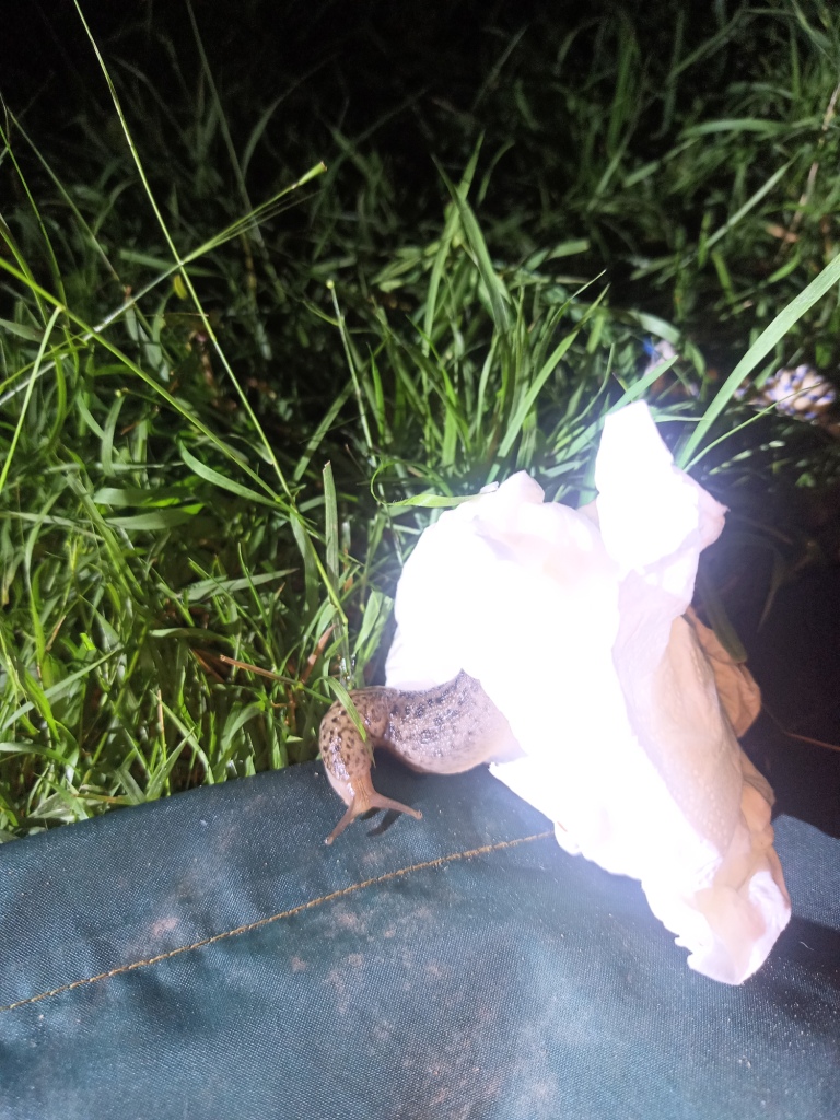 Canoeing Mitchell River