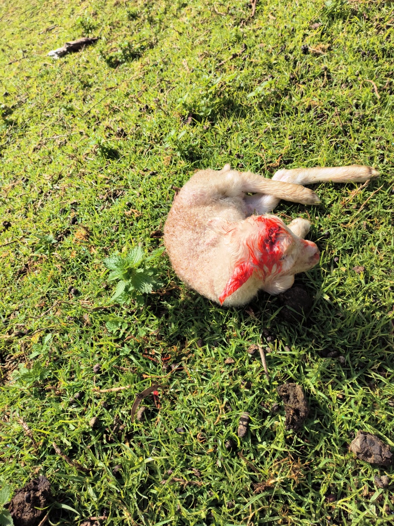 Eagle Predation of Lambs