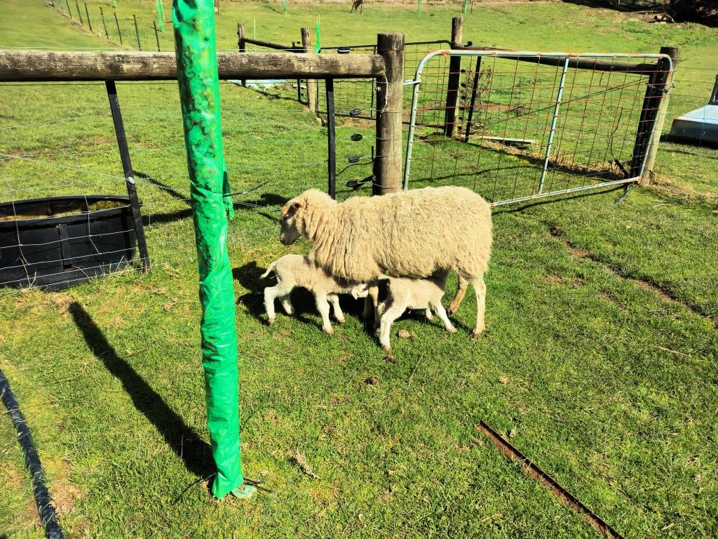 Eagle Predation of Lambs