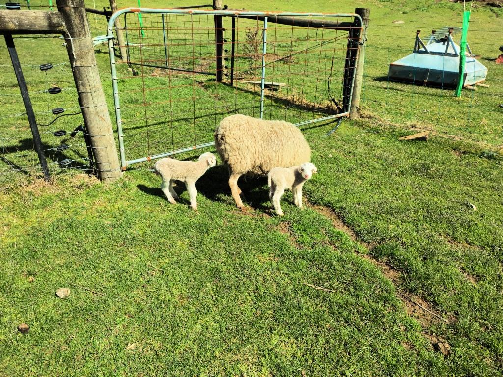 Eagle Predation of Lambs