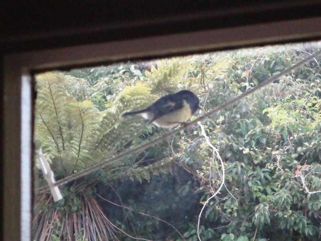 Waitutu to Long Point