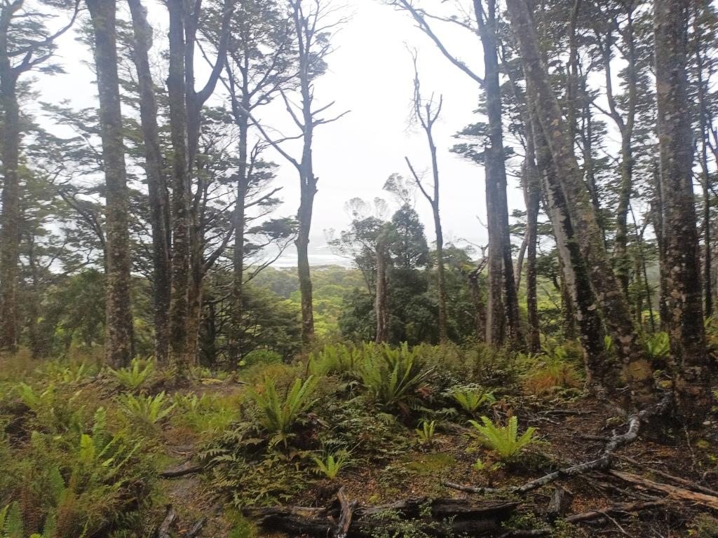 Waitutu to Long Point